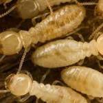 Termite inspection Gold Coast Profile Picture